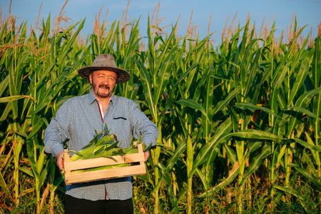 Looking at camera senior male worker carries box of ripe corn, the man shows his crop, front view. Elderly worker is happy after a long working day. Behind tall green corn leaves. copy spaceの写真素材