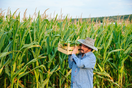 In a corn field, after a hard working day, elderly farmer carries a box of crops on his shoulder. It is hard for senior man, sun is shining brightly, sun hat is on his head. There was a rich harvest.の写真素材