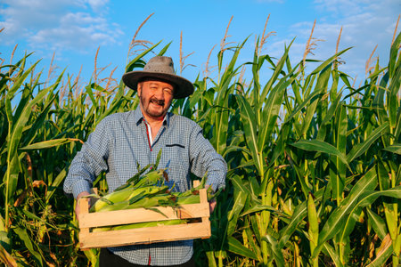 Looking at camera senior male worker carries box of ripe corn, the man shows his crop, front view. Elderly worker is happy after a long working day. Behind tall green corn leaves. copy spaceの写真素材