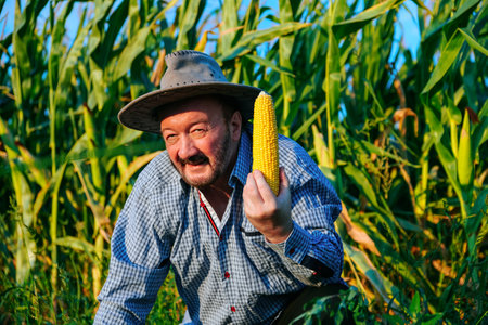 Front view elderly smile male farmer looking at camera, in a cornfield, holds ripe corncobs in hands. Old man is happy, he managed to grow and harvest best crop in the world.の写真素材
