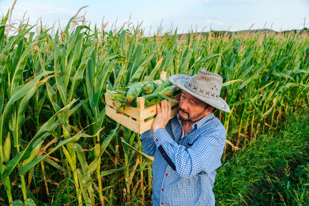 In a corn field, after a hard working day, elderly farmer carries a box of crops on his shoulder. It is hard for senior man, sun is shining brightly, sun hat is on his head. There was a rich harvest.の写真素材