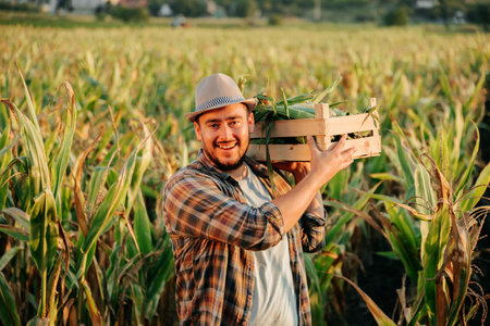 Horizon line is visible in corn field, young agronomist farmer man is standing, smiling, holding box of corn in hands, front view, A young farmer rejoices at a good harvest. Copy space.の写真素材