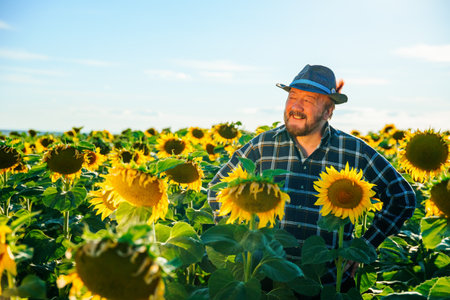 cheerful old farmer with arms on hips with a hat stands between sunflower crops. senior male with beard and hat, successful farmer,の写真素材