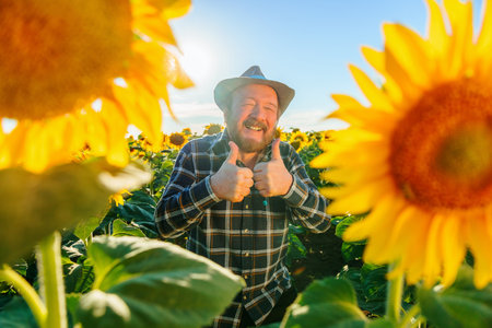 field of sunflowers and a cute senior farmer laughing and showing thumbs up. bearded man happy worker shows OK sign. the good fruit is the year with hardworking farmers.の写真素材