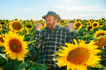 amusing pretty senior bearded happy farmer in the sunflower field at sunset. successful farmer in the field with rich crop, concept of rich harvestの写真素材