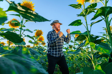 playful elderly happy farm worker man dances among the sunflower crop. screaming funny farmer old man in hat and shirt. success and joyの写真素材