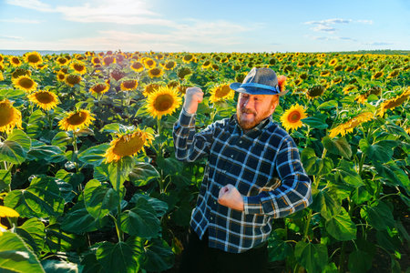 amusing pretty senior bearded happy farmer in the sunflower field at sunset. successful farmer in the field with rich crop, concept of rich harvestの写真素材