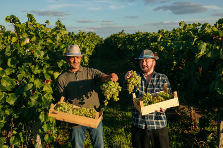 Front view looking at camera smile happy in vineyard two elderly winegrower men in one hand a box in the other a bunch of grapes. Farmers brothers joyfully and proudly show the harvest.の写真素材