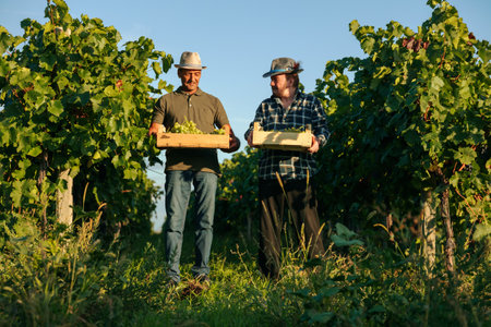Front view two winemaker male farmer in vineyard pick up box grape from ground talk discuss the harvest, smile. Agronomist check the quality of grown grape plants. Weather is nice, hot outside.の写真素材