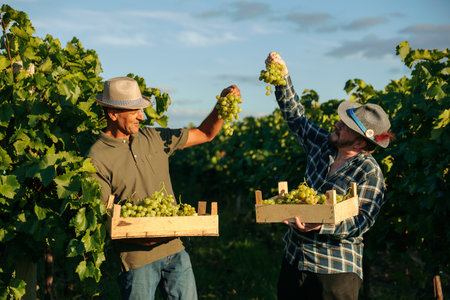 Front view two winegrower farmer friends stand between rows of vineyard holding a box in one hand in the other bunch of grapes showing each other. Harvest time in good weather sun day.の写真素材