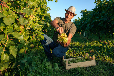 Front view vineyard male farm worker picks bunches grape from vine carefully attentively stack in a box. Winemaker smiles contentedly, the harvest has grown well. Background rows of vineyard.の写真素材