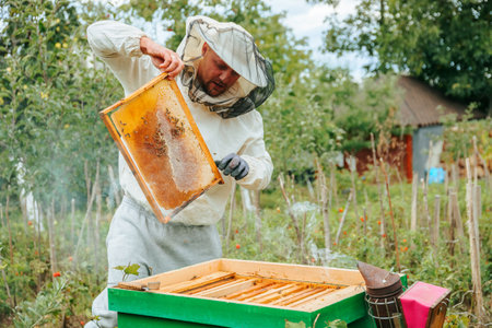 A young beekeeper continues the family business, holding a frame with honeycombs and bees in his hands. An environmentally friendly product is produced in an environmentally friendly area.の写真素材