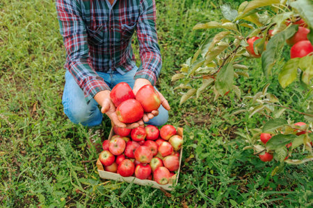 An unrecognizable farmer man squats in an apple orchard and holds three red apples in his hands over a box of fruits. The apple orchard gave a good harvest. A fertile year. Farming concept.の写真素材