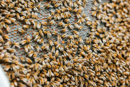 Close up and a captive swarm on the honeycomb insects work without rest. Bee on honeycombs with honey slices nectar into cells. Environmentally friendly honey is produced in a clean area.の写真素材