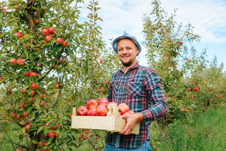 Front view looking at camera adult man worker farmer with a box of ripe apples in his hands. Smiling at the camera rejoices at a good harvest in the orchard. Apple garden is full of fruits.の写真素材