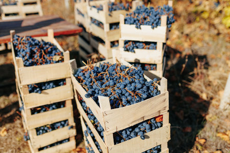 A wooden crate, stationed in the heart of the vineyard, captures the essence of the season dark, juicy black grapes waiting to be discovered.の写真素材
