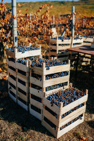 In the untouched serenity of the vineyard, a solitary crate becomes a haven for plump black grapes, undisturbed and pure.の写真素材