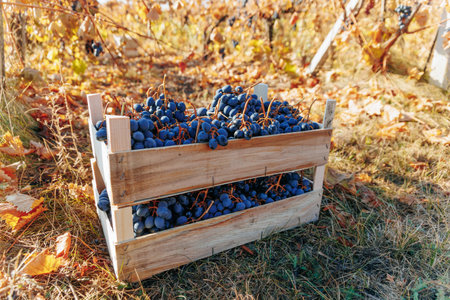 A rustic wooden crate sits in the sun drenched vineyard, filled with plump black grapes, a testament to a fruitful harvest.の写真素材