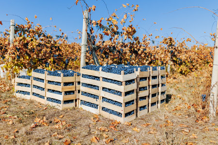 In the untouched expanse of the vineyard, a wooden crate cradles the harvests treasure a plethora of black grapes waiting to be discovered.の写真素材