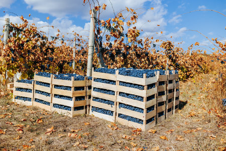The vineyards purity revealed through a wooden crate black grapes untouched, a reflection of natures artistry in the heart of the field.の写真素材