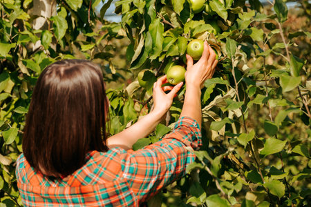 An unrecognizable young woman farmer touches green beautiful apples with her hands showing how wonderful they are. A young agronomist studies the harvest and its quality. Carefully monitors work.の写真素材