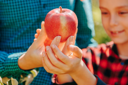 height of the harvest season, hands grasp apples at once, fingers disappearing into the softness of the fruit. The backdrop is a sea of trees, their branches weighed down with the bounty of the seasonの写真素材