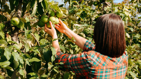 A young girl farmer agronomist stands in an apple field touches apples on trees with her hands. Unrecognizable she checks the quality of fruits and trees, short haircut, brunette. Natural background.の写真素材