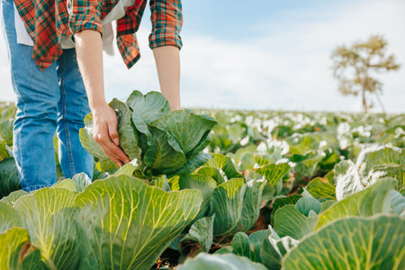 Front view unrecognizable hard working hands of a female worker pick a ripe large crop of kale from the ground. Background fertile soil.の写真素材