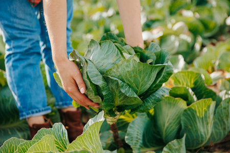 Unrecognizable female farmer harvesting green juicy cabbage from the garden. Many vegetables will be taken away for sale today. A fertile year. Good business.の写真素材