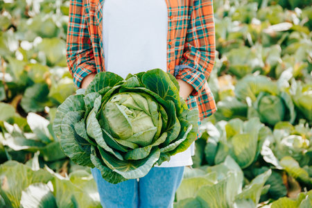 Close up head of cabbage in the hands of an unrecognizable farmer woman in a vegetable field. Borderless vegetable field blurred background worker in white t shirt and plaid shirt.の写真素材