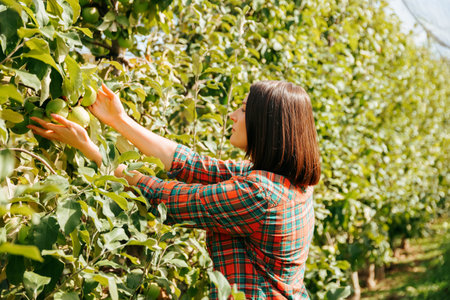 In an apple orchard, a young woman farmer inspects the fruits, deciding how ripe they are side view. Agronomist girl with a short haircut stands in the garden against the backdrop of nature.の写真素材