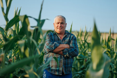 Portrait of Cornfield Wisdom An aged farmer happy gaze speaks volumes as he stands amidst cornstalks, embodying the harmonious connection between man and land.の写真素材