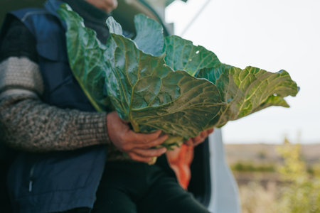 cabbage Harvest Break Senior farmer seated holding cabbage, in the car, symbolizing a momentary break during the laborious harvest season.の写真素材