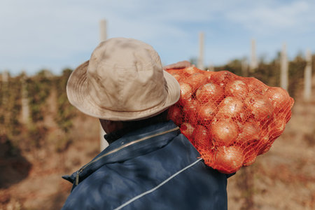 Bounty of the Fields Senior Farmer at Work During Harvest Time. Agricultural Wisdom Aged Farmer Loading Potatoes During Harvestの写真素材