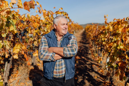 beauty of autumn, a senior farmer agronomist stands tall, orchestrating the vineyard into a crescendo of flavors. Winemaking Maestro Senior Farmer Agronomist Overseeing Fall Grape Harvestの写真素材