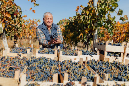 A symphony of colors unfolds as a senior farmer agronomist stands amidst crates of freshly harvested...