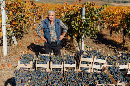 Vineyard tales unfold as a senior agronomist, a master of winemaking, tends to the grapevines with precision during the enchanting autumn season.の写真素材