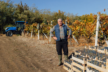 A seasoned winemaker, amidst a vineyard painted in autumn hues, supervises the grape harvest. The scene encapsulates the dedication and expertise required for crafting exceptional wines.の写真素材