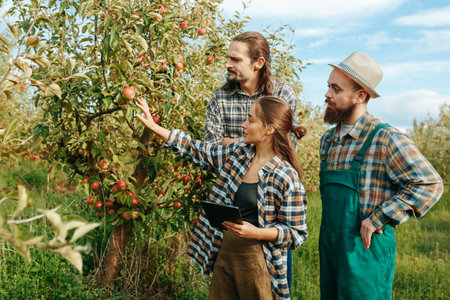 Front view 3 young people family farmers orchard with apple inspect harvest woman show something to men. Husband with wife and brother against backdrop of beautiful apple orchards. Smile and happy.の写真素材