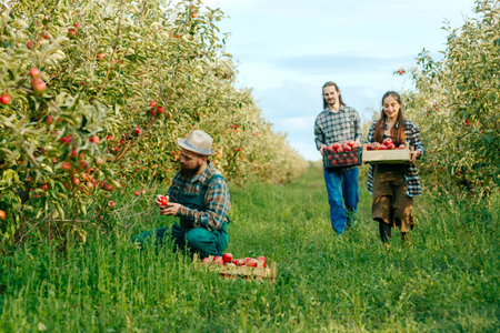 Front view 3 farmers family harvest apples in boxes one squatting man work apron carry box of ripe apples. Background apple orchard happy people. The concept of family business and happiness.の写真素材