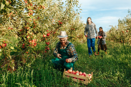 Front view 3 young farmers one squats pick apple from tree put box two more bring fruit other trees. Men and women are happy, their business is booming. Apple orchard, lots of greenery, ripe fruits.の写真素材