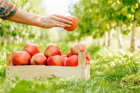 Unrecognizable copy space blurred background farmer woman hand holding apple over full crate with ripe fruits. Unrecognizable front view. Harvesting concept.の写真素材