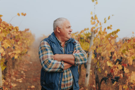 Amidst the rustic charm of autumn, a senior farmer agronomist focuses on winemaking in the vast and vibrant vineyard.の写真素材