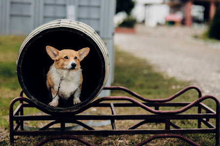 Corgi is standing in a barrelの写真素材