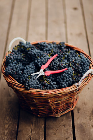 Basket full of grapes is sitting on a wooden tableの写真素材