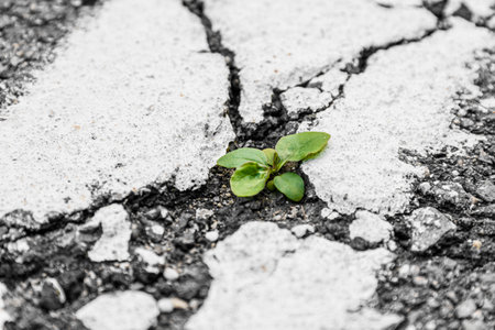 Green grass sprouts from a crack in the asphalt.の写真素材