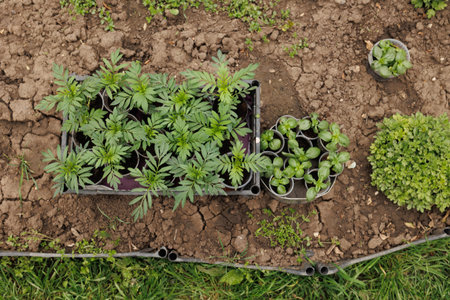 Fertile Grounds Seedlings and Vegetables Flourish in the Garden