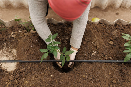 Seedling Planting Detailed Close-up of Womans Hands in Garden