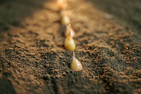 Planting seedlings in rich soil during early spring for a thriving gardenの写真素材