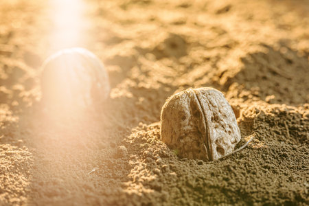 Nuts partially buried in sandy soil during golden hour outdoorsの写真素材